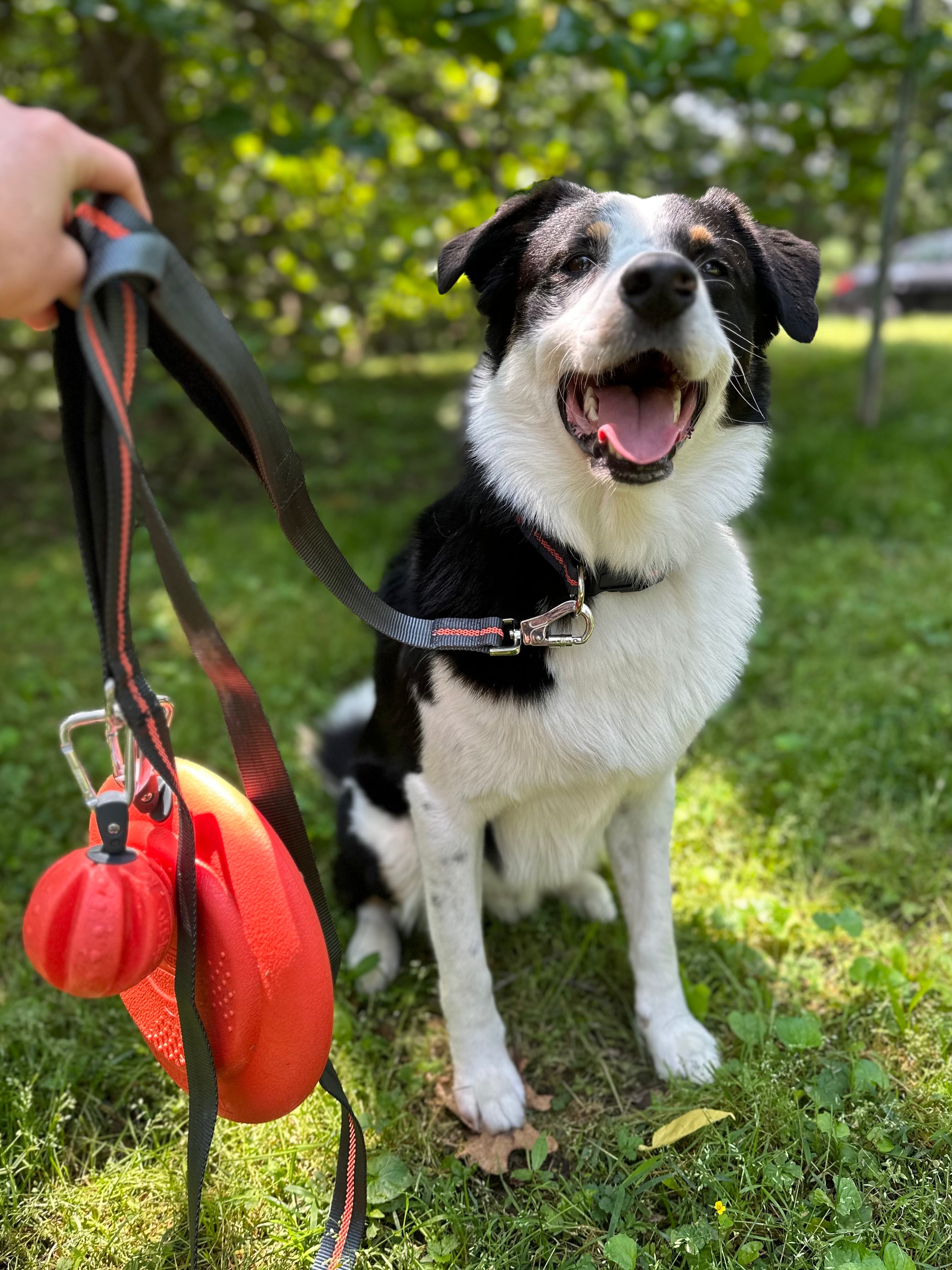 Off-Leash Hands-Free Walking Set