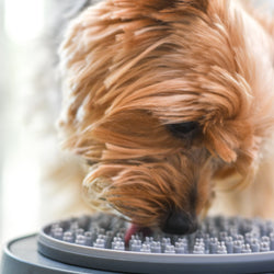 *NEW!* Snack & Distract Elevated Lick Mat